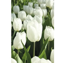 Champ de tulipes blanches