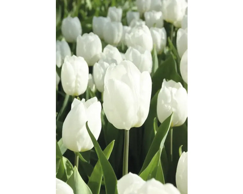 Champ de tulipes blanches