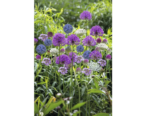 Plantes d''ail d''ornement en fleurs dans le jardin