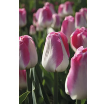 Gros plan de fleurs de tulipes dans le jardin