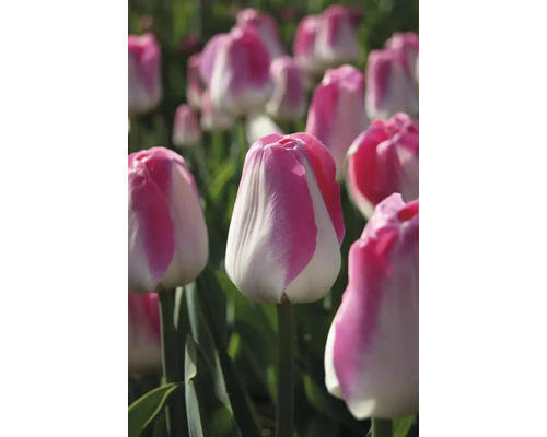 Gros plan de fleurs de tulipes dans le jardin