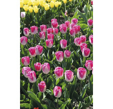 Champ de tulipes roses et blanches et jaunes