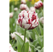 Tulipe double avec pétales rayés dans le jardin.