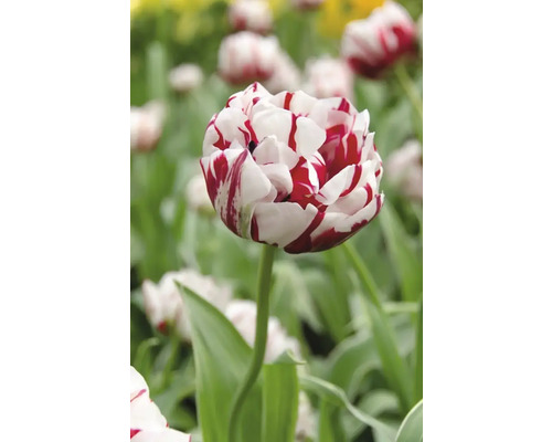 Tulipe double avec pétales rayés dans le jardin.