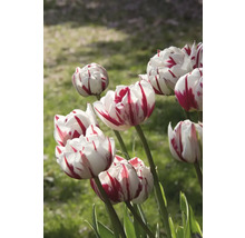 Gros plan de tulipes blanches rayées de rouge dans le jardin