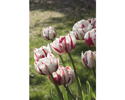 Gros plan de tulipes blanches rayées de rouge dans le jardin