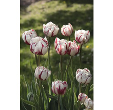 Gros plan de tulipes avec des pétales rayés