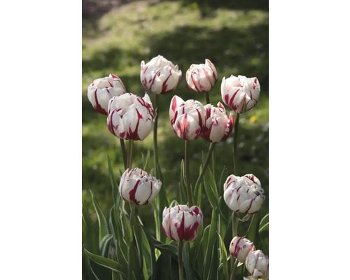 Gros plan de tulipes avec des pétales rayés