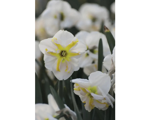 Gros plan de jonquilles blanches à cœur jaune