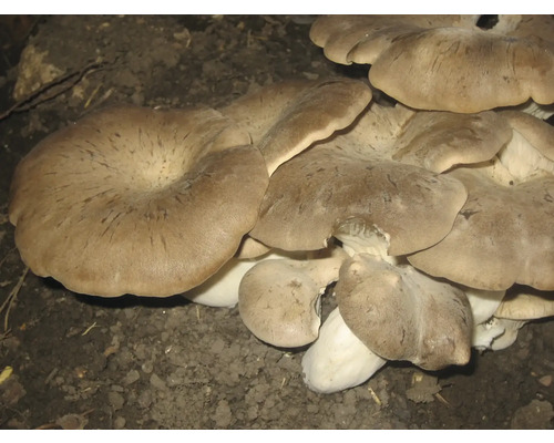 Set de culture de champignons meine ernte pleurote du panicaut set avec 20 pieds et 3 blocs de substrat Pleurotes sur le sol