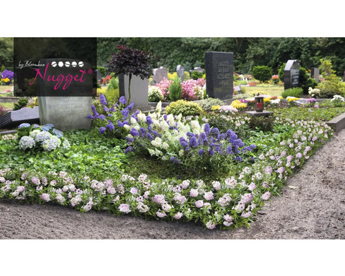 Ein Friedhof mit Grabsteinen und Bepflanzung mit Bodendeckern und blühenden Stauden