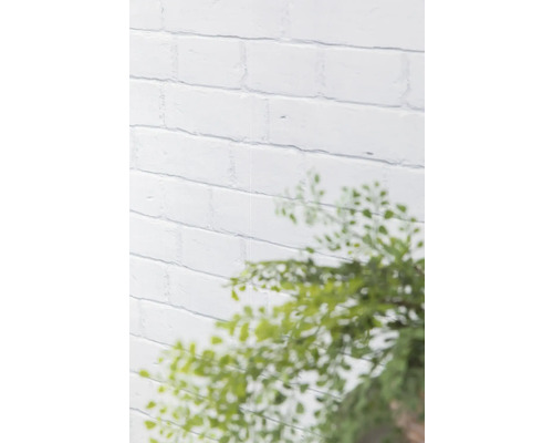 Weisse Ziegelwand mit unscharfer Pflanze im Vordergrund