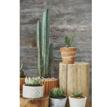 Verschiedene Kakteen und Sukkulenten in Töpfen auf Holzständern.