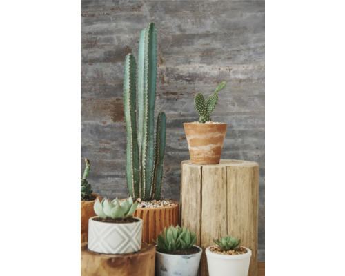 Verschiedene Kakteen und Sukkulenten in Töpfen auf Holzständern.