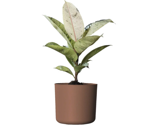 Gummibaum Zimmerpflanze im Topf