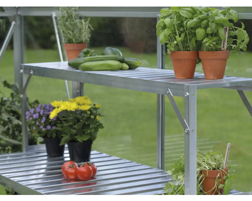 Gewächshausregal mit Pflanzen, Kräutern, Gurken und Tomaten.