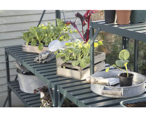 Gartenregal mit Pflanzen, Giesskanne und Gartengeräten in einem Gewächshaus.