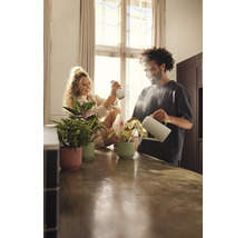 Couple arrosant et vaporisant des plantes d''intérieur en pot