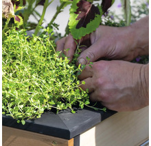 Hände pflanzen Thymian in einem Hochbeet.