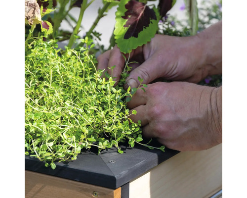 Hände pflanzen Thymian in einem Hochbeet.