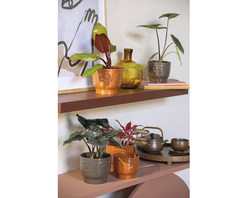 Étagère décorative avec plantes d''intérieur et accessoires d''intérieur