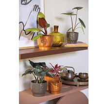 Plantes d''intérieur décoratives en pots sur des étagères avec service à thé