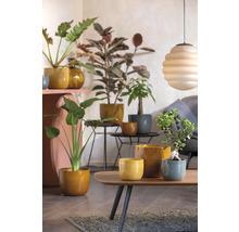 Décoration intérieure décorative avec diverses plantes d''intérieur dans des jardinières sur des tables