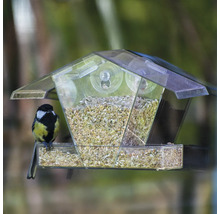 Oiseau sur une mangeoire transparente avec ventouses et nourriture