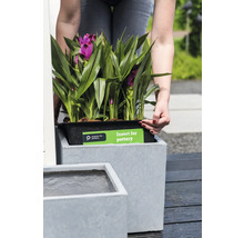 Femme plaçant une plante dans un pot de fleurs gris avec insert