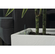 Gros plan d''une plante d''intérieur dans un pot blanc avec système d''irrigation