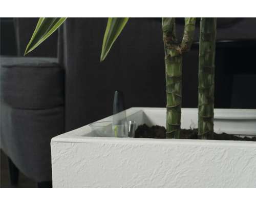 Nahaufnahme einer Zimmerpflanze in einem weißen Pflanzgefäß mit Bewässerungssystem