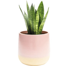 Zimmerpflanze Sansevieria in einem Topf