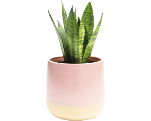 Zimmerpflanze Sansevieria in einem Topf