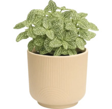 Fittonia en pot