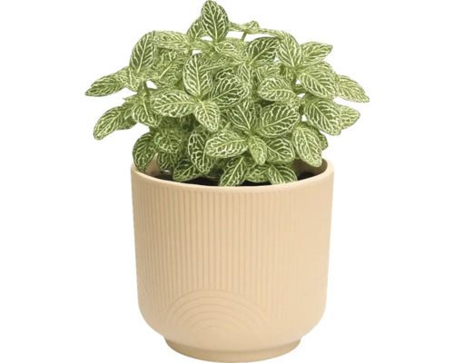 Fittonia en pot