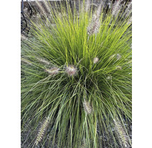 Oeillet d'herbe dans le jardin