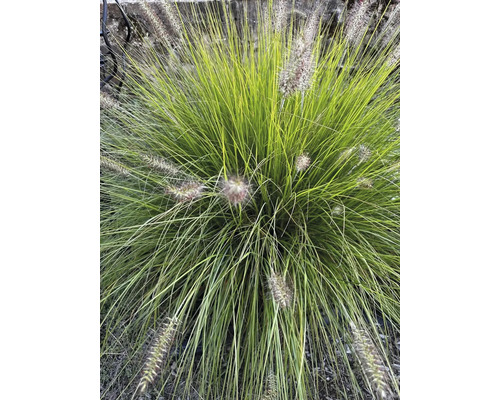 Oeillet d'herbe dans le jardin