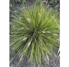 Herbe ornementale avec des tiges filigranes et des inflorescences décoratives dans le jardin.