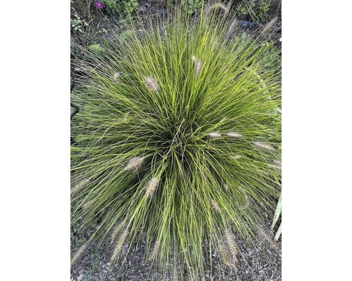 Herbe ornementale avec des tiges filigranes et des inflorescences décoratives dans le jardin.