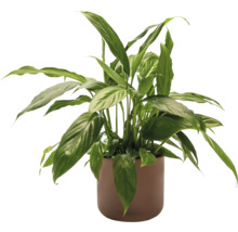 Spathiphyllum dans un pot