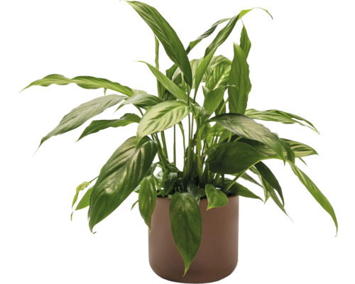 Spathiphyllum dans un pot