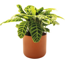 Plante d'intérieur en pot