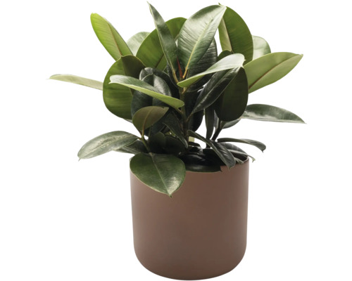 Plante de caoutchouc en pot comme plante d'intérieur