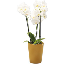 Orchidée avec des fleurs blanches en pot