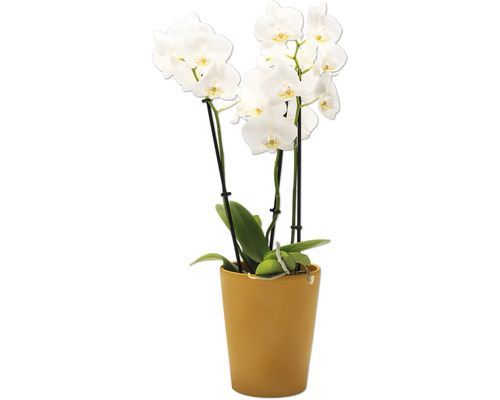 Orchidée avec des fleurs blanches en pot