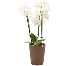 Orchidée blanche en pot