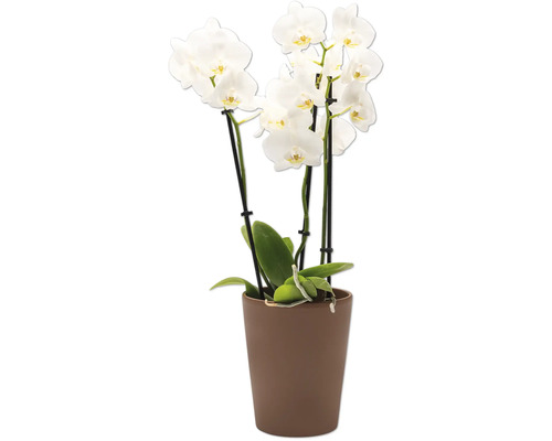 Orchidée blanche en pot