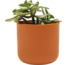 Plante grasse dans un pot en céramique