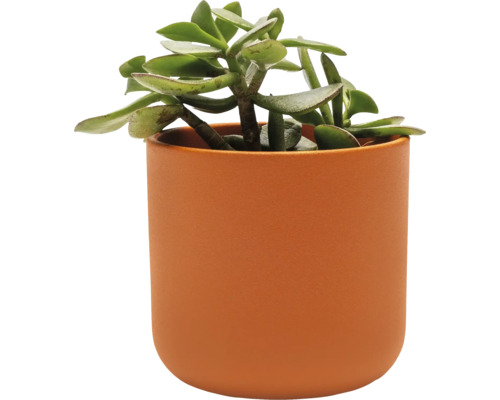 Plante grasse dans un pot en céramique