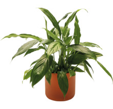 Plante fleur de lune en pot